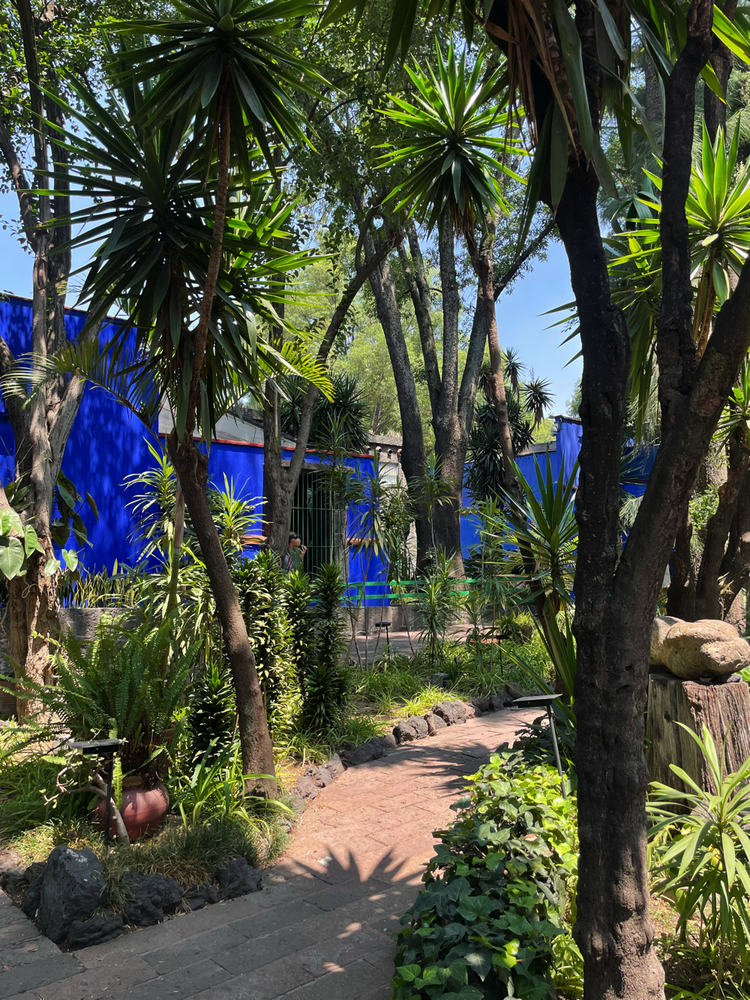 Blue building visible through lush tropical garden pathway with palm trees