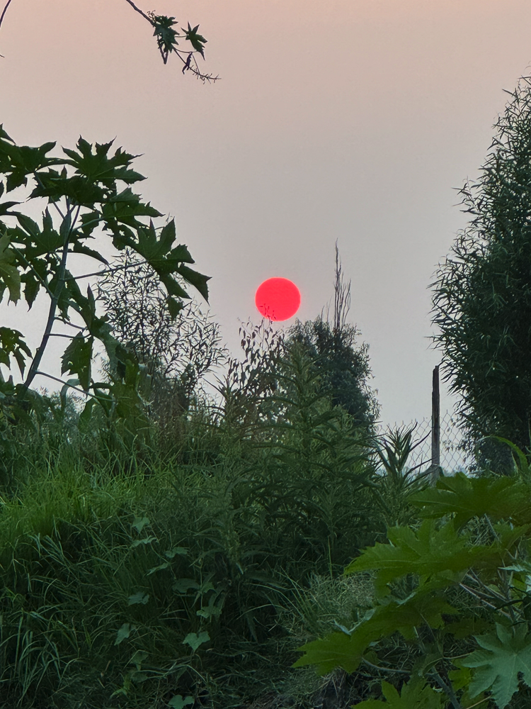 Bright red sun setting behind lush green garden vegetation and trees
