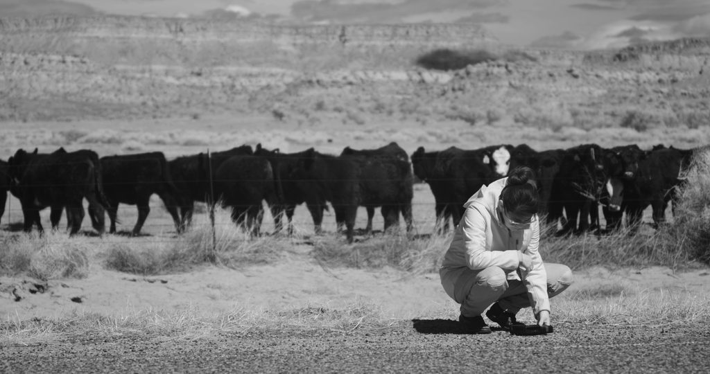 Black and white photo of a woman kneeling down in a field, testing the soil, with cows behind her.